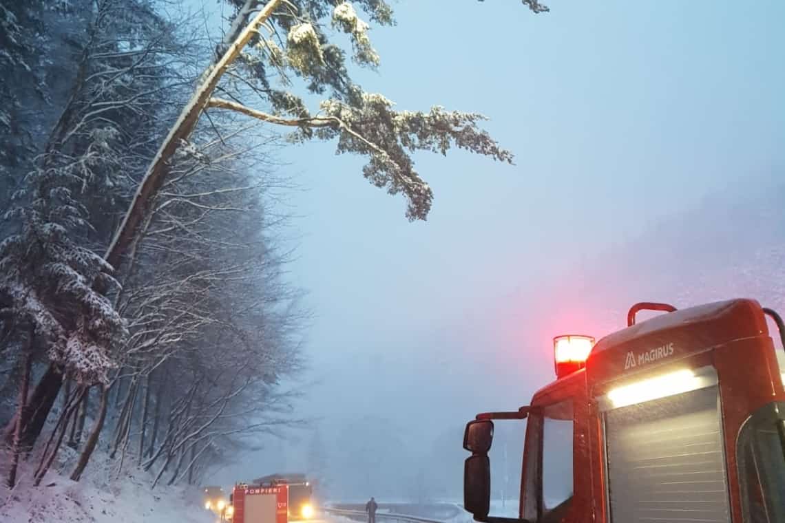 Detalii despre accidentul de la Azuga, unde un brad imens a căzut peste o mașină